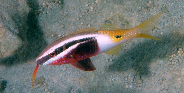 Gambar Ikan Hias Air Laut Bicolor goatfish