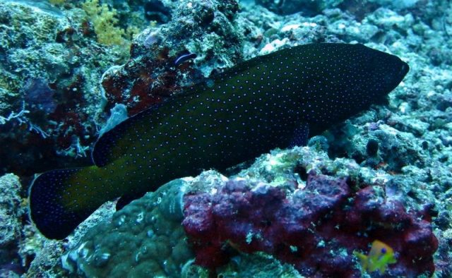 Gambar Ikan Hias Air Laut Blue dot grouper