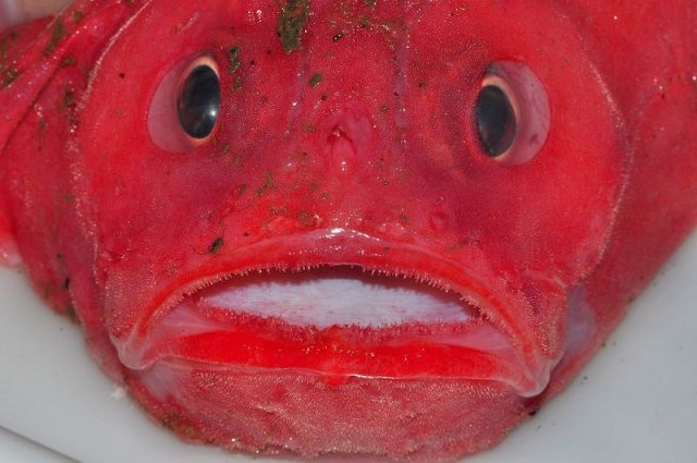 Gambar Ikan Di Lautan Dalam Coffinfish