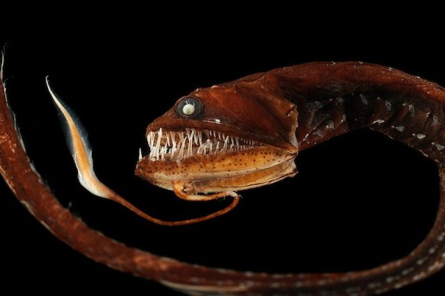 Gambar Ikan Di Lautan Dalam Deep-sea dragonfish
