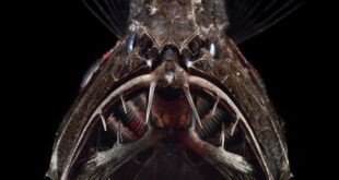 Gambar Ikan Di Lautan Dalam Fangtooth