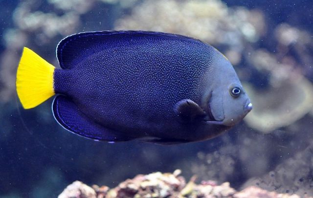 Gambar Ikan Hias Air Laut Bluespotted angelfish