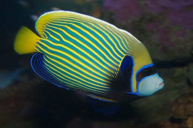 Gambar Ikan Hias Air Laut Emperor angelfish