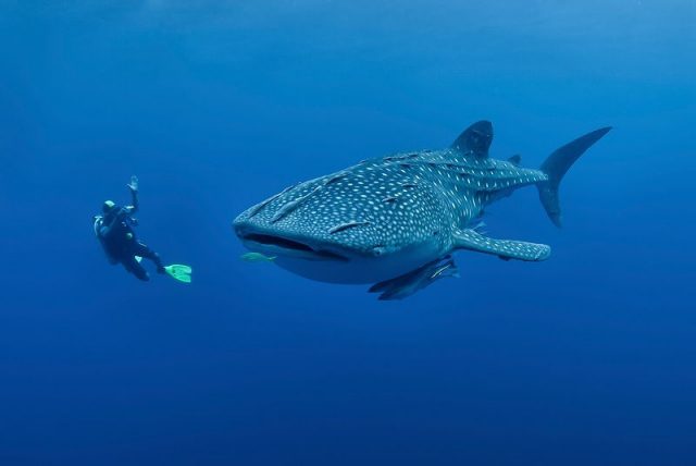 Gambar Ikan Terbesar Di Dunia Ikan Hiu Paus ( whale shark )