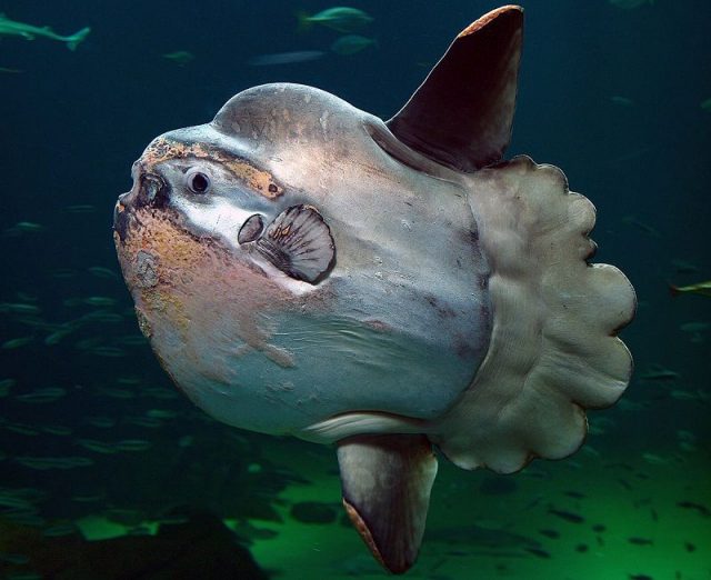 Gambar Ikan Terbesar Di Dunia Ikan Matahari ( ocean sunfish )
