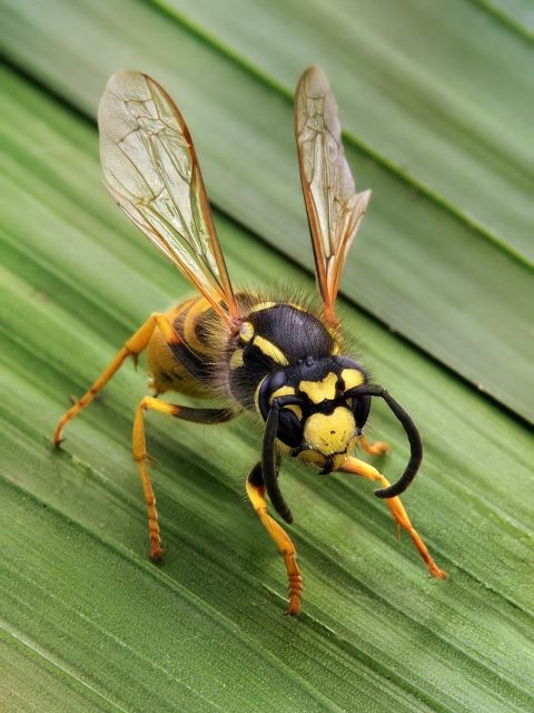 Gambar Wasp Nama Hewan Dari Huruf W