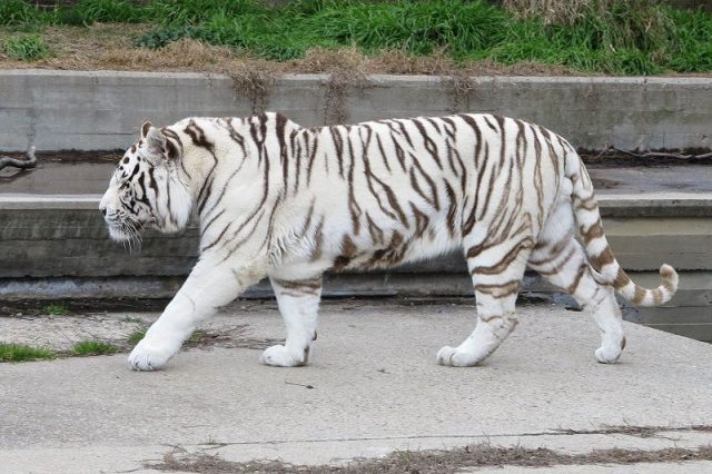 Gambar White Tiger Nama Hewan Dari Huruf W