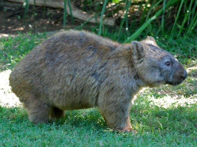 Gambar Wombat ( Bahasa indonesia ) Nama Hewan Dari Huruf W