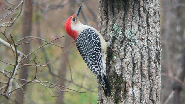 Gambar Woodpecker Nama Hewan Dari Huruf W
