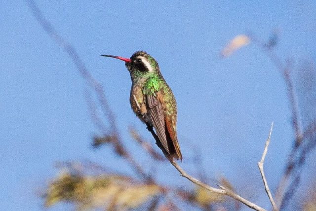 Gambar Nama Hewan Dari Huruf X Xantus's hummingbird