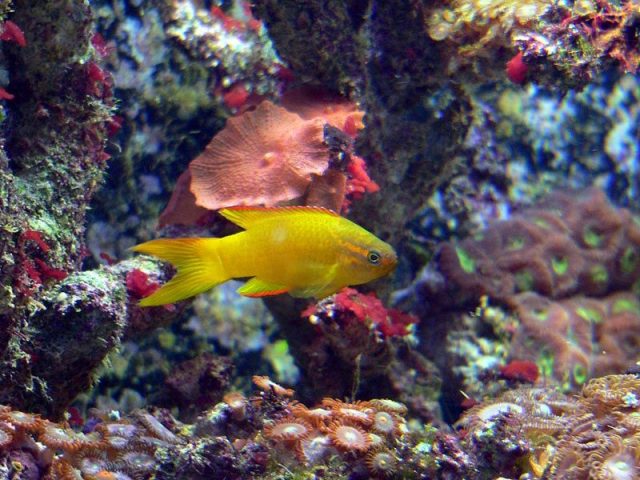 Gambar Ikan Hias Air Laut Yellow Assessor