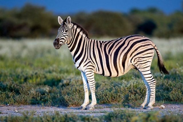Gambar Nama Hewan Dari Huruf Z Zebra