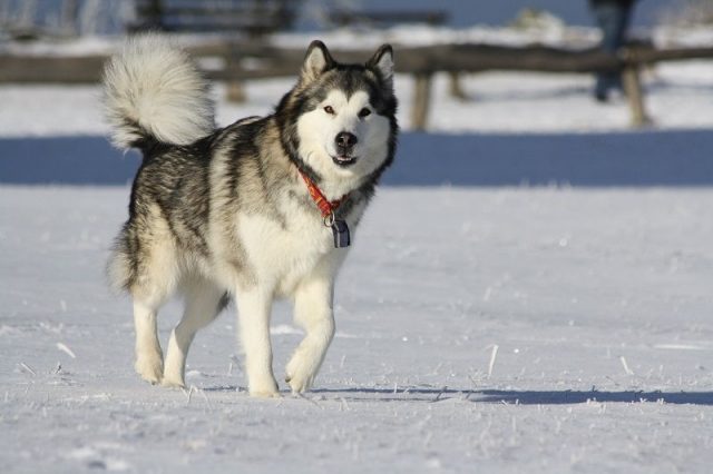 Jenis Anjing Alaskan Malamut