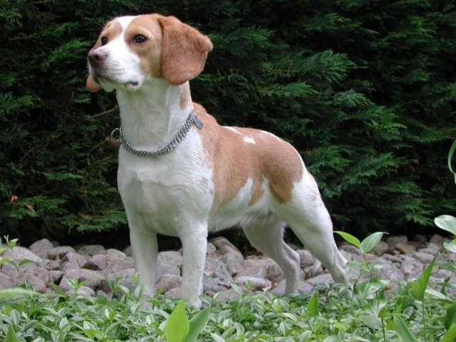 Jenis Anjing Beagle