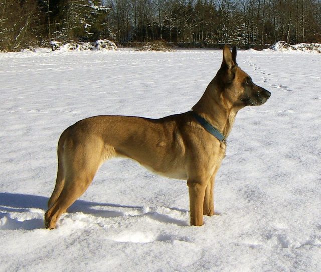 Jenis Anjing Belgian Malinois