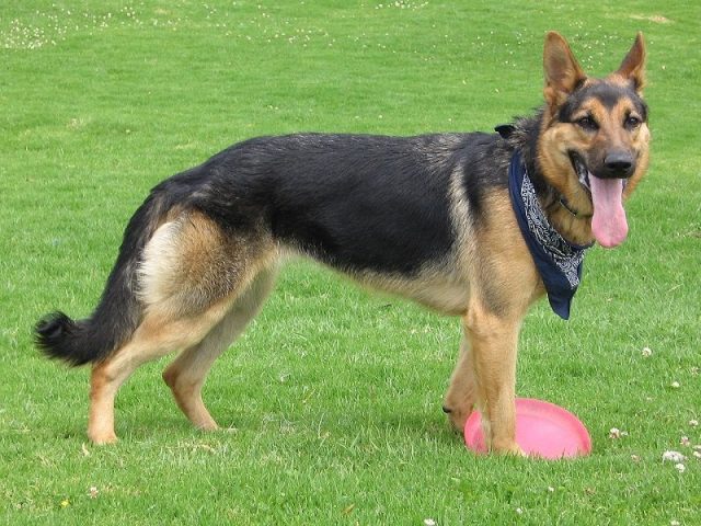 Jenis Anjing German Shepherd