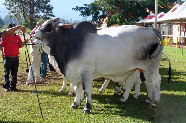 jenis jenis sapi di indonesia,Sapi Brahman