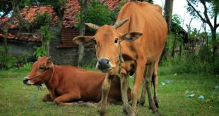 jenis jenis sapi di indonesia, Sapi Madura