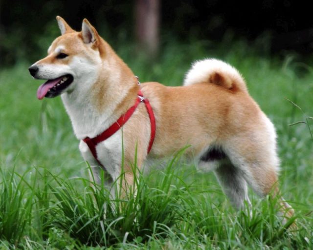 Jenis Anjing Shiba Inu