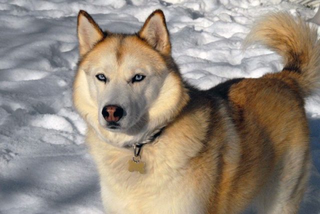 Siberian Husky - Jenis-Jenis Anjing Berbahaya