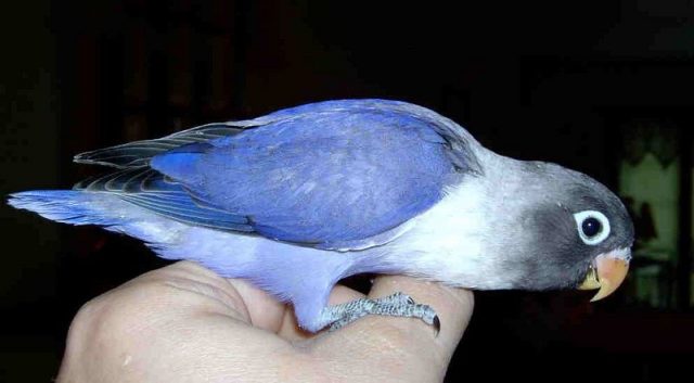 Gambar Lovebird Biru Mangsi Dan jenis burung lovebird dan harga terbaru
