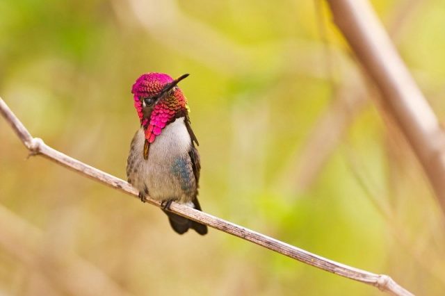 Gambar Jenis Burung Kecil di dunia Bee Hummingbird