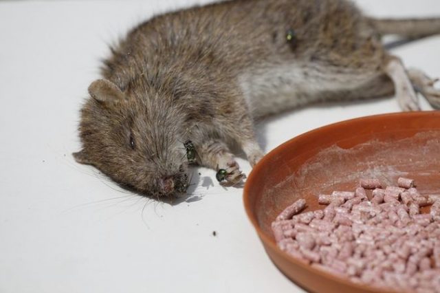 Gambar Cara Mengusir Tikus Dengan Cuka Dan Dengan Racun Tikus