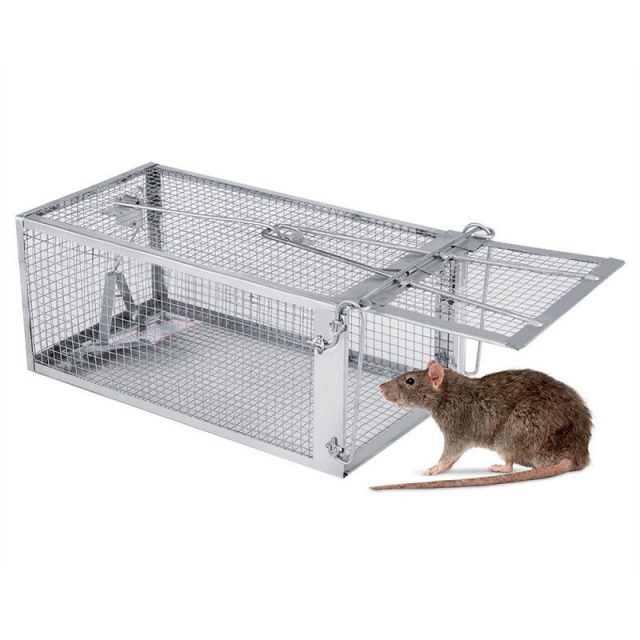 gambar Cara Mengusir Tikus Dengan Cuka Dan Perangkap Tikus