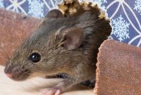 Gambar Cara Mengusir Tikus Dengan Cuka Kurang Efektif