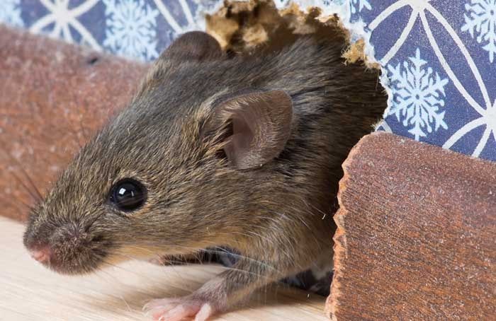 Gambar Cara Mengusir Tikus Dengan Cuka Kurang Efektif