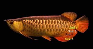 Gambar Ciri Ciri dan Harga Ikan Arwana Golden Red