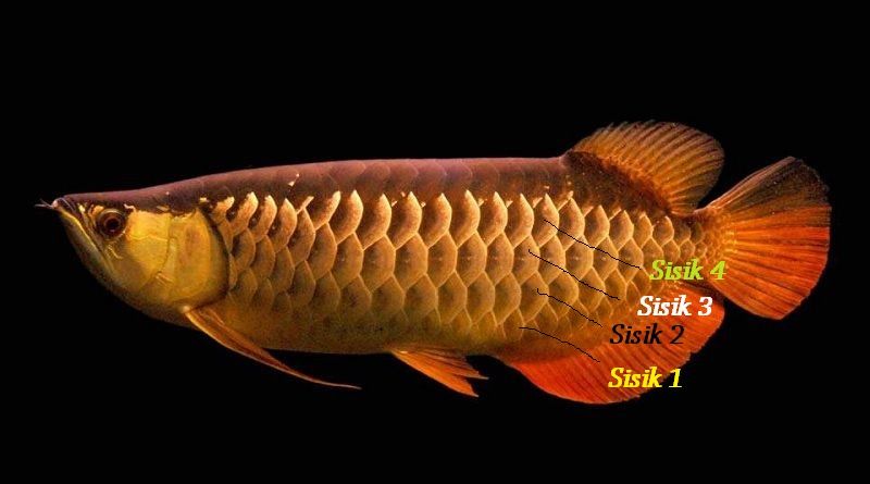 Gambar Ciri Ciri dan Harga Ikan Arwana Golden Red