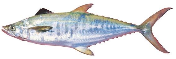 Gambar Ikan Tenggiri - Broadbarred king mackerel ( Scomberomorus semifasciatus )