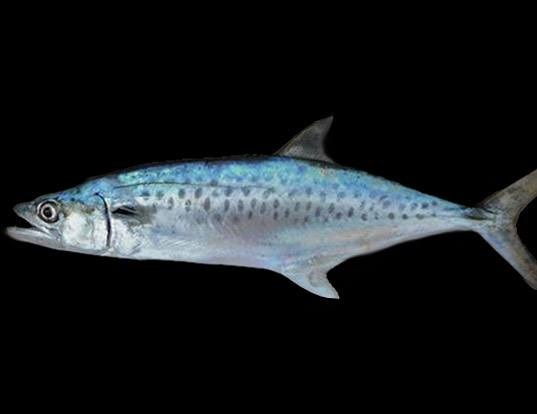 Gambar Ikan Tenggiri - Tenggiri Afrika barat ( Scomberomorus tritor )