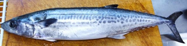 Gambar Ikan Tenggiri - Tenggiri Jepang ( Scomberomorus niphonius )