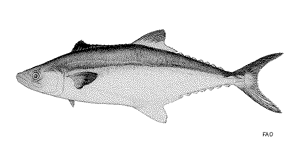 Gambar Ikan Tenggiri - Tenggiri Papua ( Scomberomorus multiradiatus )