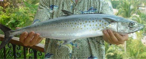 Gambar Ikan Tenggiri - Tenggiri Pasifik ( Scomberomorus sierra )