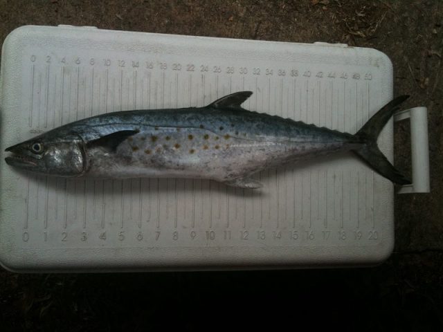 Gambar Ikan Tenggiri - Serra Spanish mackerel