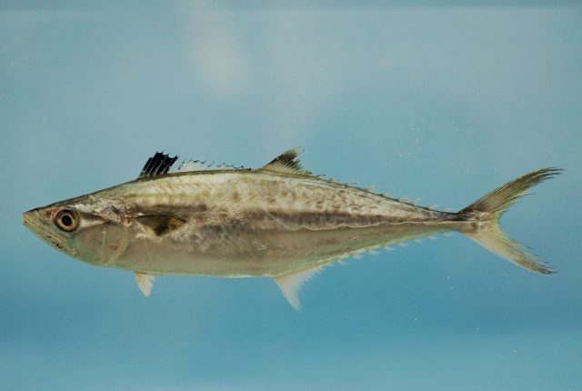 Gambar ikan tenggiri - Tenggiri Amerika, King mackerel ( Scomberomorus cavalla )