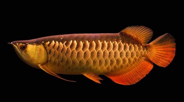 Gambar Harga Ikan Arwana Golden Red