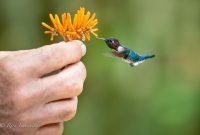 Gambar Jenis Burung Kecil Di Dunia