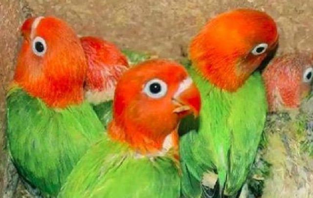 Gambar Jenis Burung Lovebird Termahal - Lovebird Biola Anakan