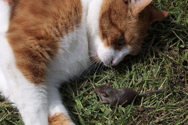 Gambar Memelihara Kucing Untuk Mengusir Tikus Kurang Efektif