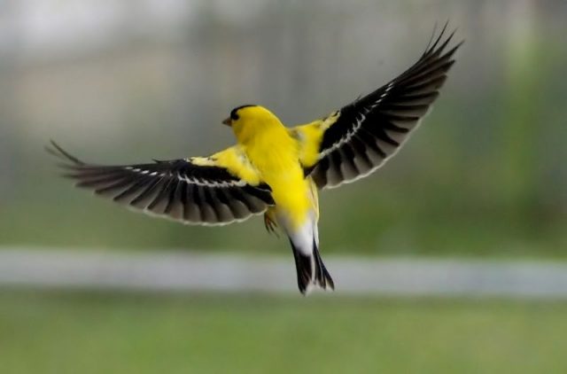 Gambar American Goldfinch Burung Termahal Di Dunia