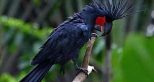 Gambar Black Palm Cockatoo Burung Termahal Di Dunia