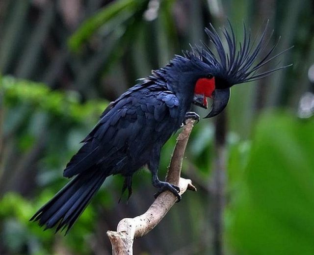 Gambar Black Palm Cockatoo