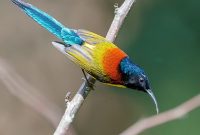Gambar Burung Madu Ekor Hijau Jantan