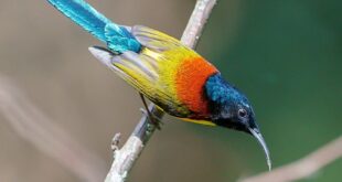 Gambar Burung Madu Ekor Hijau Jantan