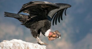 Gambar Burung Terbesar Di Dunia Andean condor (Vultur gryphus)