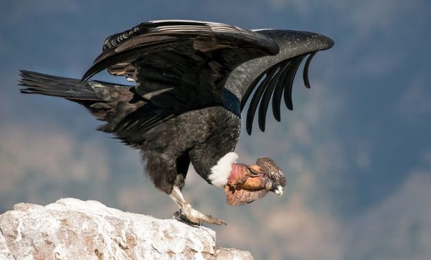 Gambar Burung Terbesar Di Dunia Andean condor (Vultur gryphus)